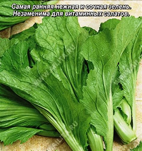 Семена Горчица салатная Частушка ®: описание сорта, фото - купить с ...