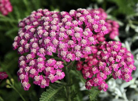 Тысячелистник обыкновенный: фото, местообитание, морфологическое ...