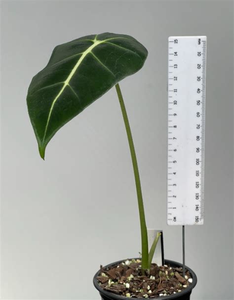 Alocasia Micholitziana 9cm Plantae Orchids And Rare Plants