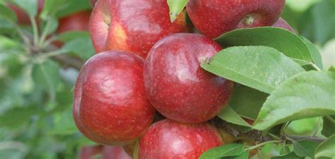 Яблоня Заветное Описание Фото Отзывы – Telegraph