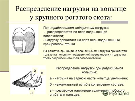 Болезни Крупного Рогатого Скота - specificationjax