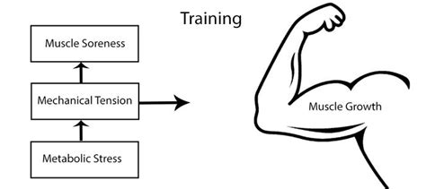 3 Fundamental Rules For Muscle Growth | Bar Brothers Groningen For ...