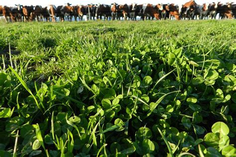 Roots & Returns: Craig Wichner Explains Regenerative Agriculture in