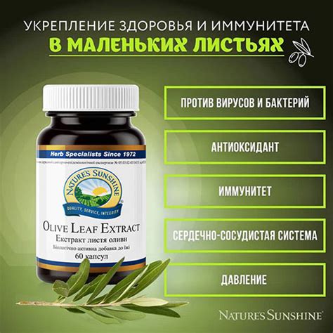 Листья оливы в капсулах ☘ натуральное противовирусное НСП ☘ купить по ...