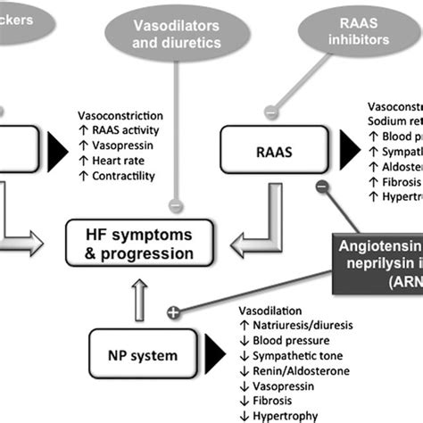 Effects Of Nep Activity On Np Raas And Bradykinin System A And