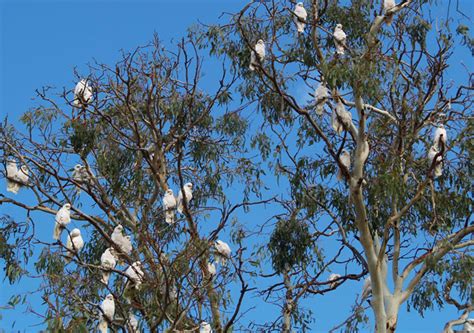 Natural habitat of cockatoos