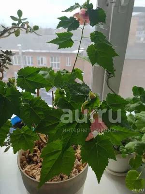 Абутилон комнатный клен фото - 82 картинки