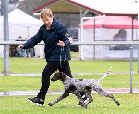 Heiderst Opps Ive Doneit Again German Shorthaired Pointer - Owned by