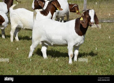 Beautiful Female Boer Goats On The Farm Stock Photo Alamy