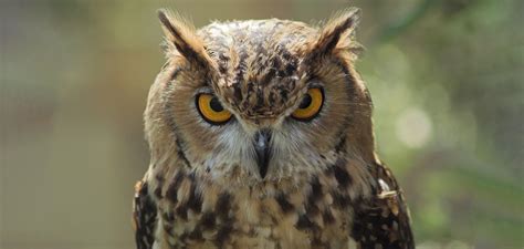 Owl Tufts Cropweb Good Nature Travel Blog