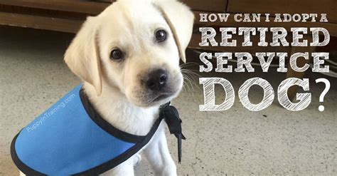 How Can I Adopt A Retired Service Dog or Failed Guide Dog? - Puppy In ...