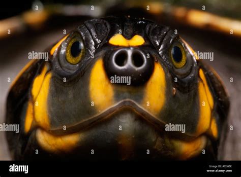 Yellow Spotted River Turtle Stock Photo 5494029 Alamy
