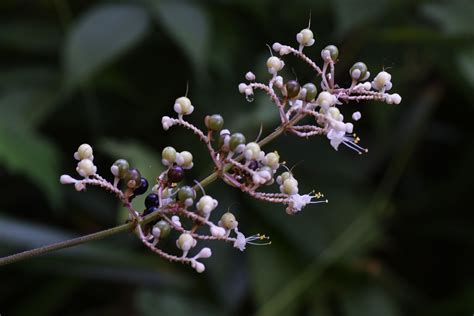 Pollia Japonica -- Earthpedia plant