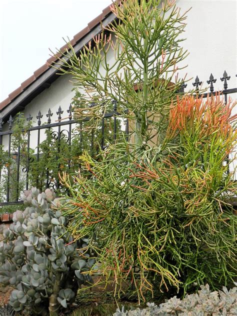 How To Care For Firestick Succulents Dengarden