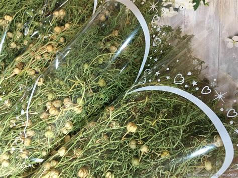 Гармала (могильник) пучки 2022 год – купить на Ярмарке Мастеров ...