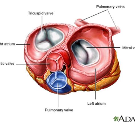 Difference Between Atria And Ventricles Definition Structure