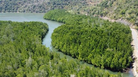 fakta unik mangrove vegetasi pantai  penting  jaga ekosistem