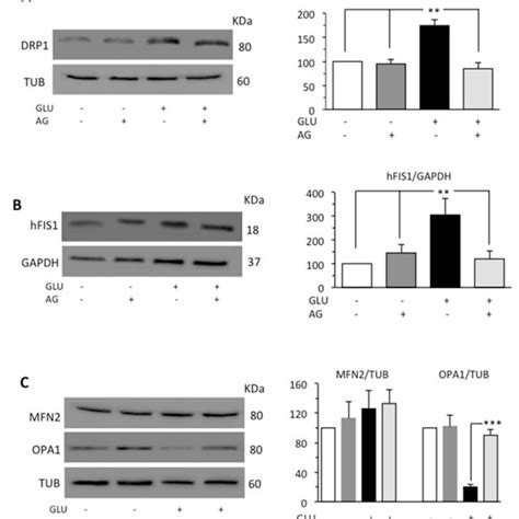 Western Blot Analysis Of A Drp1 And B Hfis1 And C Mfn2 And Opa1