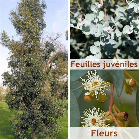 Eucalyptus Gunnii Vente Gommier Bleu