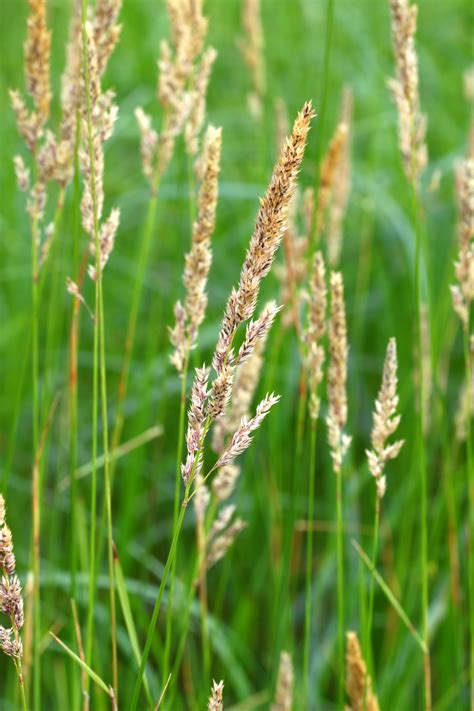 Landh Seeds Pacific Northwest Native Seed