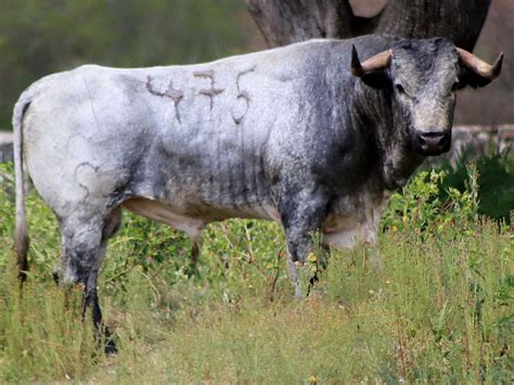 Conozca Las Fotos De Los Toros De Piedras Negras Para Ixtacamaxtitlan