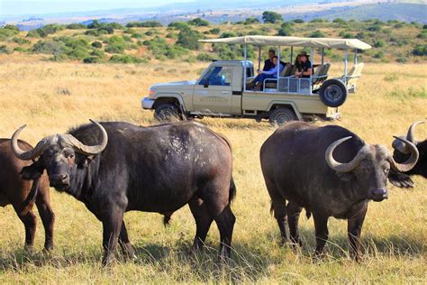 Safari Parks entlang der Garden Route - Safari Lodge Südafrika