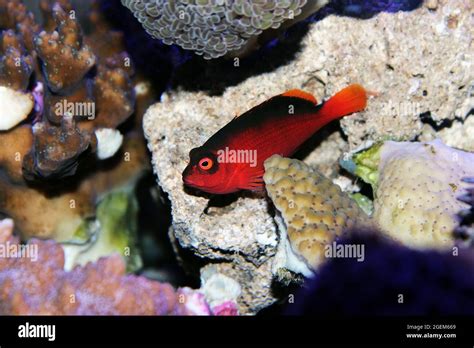 Brilliant Flame Hawkfish Neocirrhites Armatus Stock Photo Alamy