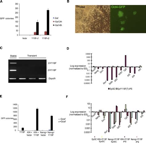 Stat3 Activation Is Limiting For Reprogramming To Ground State