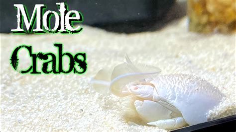 Keeping Sand Fleas As Pets My Mole Crab Aquarium A A Adventures