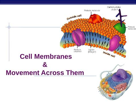 Pptx Cell Membranes And Transport Biology Dokumentips