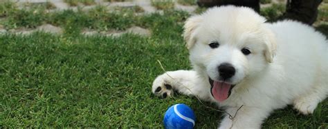 63 Samoyed X Golden Retriever L2sanpiero