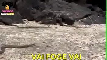 Fode Essa Buceta Selvagem XVIDEOS