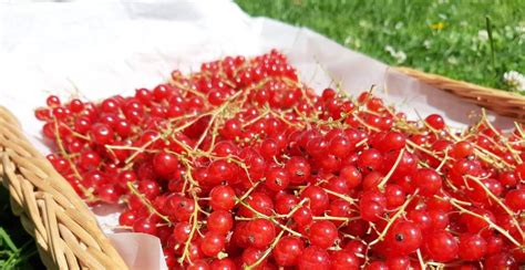 Red Currant Description Uses Benefits And Facts Gardeners Magazine