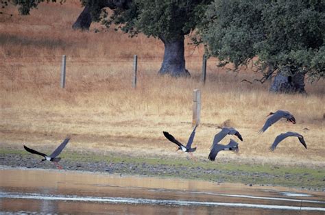 Cigüeñas negra en la dehesa salmantina por Javier Rua Fotografía