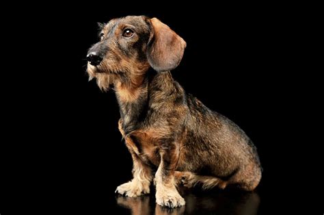 The Dashing Wire-Haired Dachshund