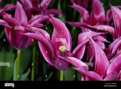 A Beautiful Variety Of Tulips Stock Photo Alamy