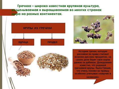 Технология производства кулинарных изделий из круп, бобовых культур ...