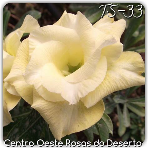 Rosa Do Deserto Muda De Enxerto Ts Flor Dobrada Centro Oeste