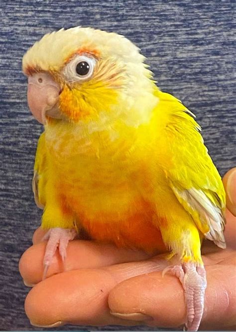 Green Cheek Conure Leg Band At Harold Levy Blog