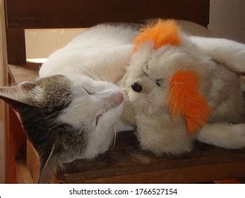 Im Genes De Pussy Cat Dolls Im Genes Fotos Y Vectores De Stock Shutterstock