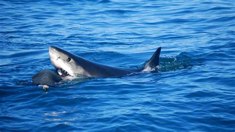 Census Finds Just 219 Great White Sharks Off California Coast Fox News