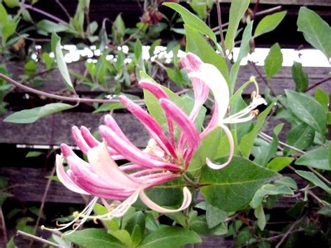 Honeysuckle The Flower Of June Mylot