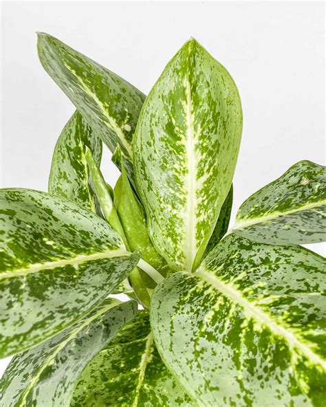 Aglaonema 'Lemon Mint' (M) - Džungla Plants