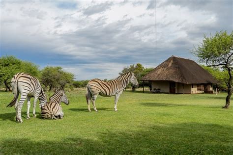 Day Trip to Dinokeng Game Reserve - Safari With Us