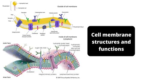 Structure Framework In A Cell Membrane Carbohydrates
