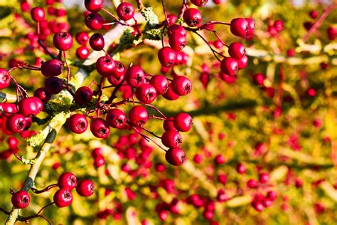 Боярышник: виды, посадка и особенности ухода