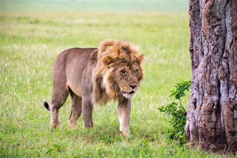 big male lion  walking   savannah stock photo image  savannah mane