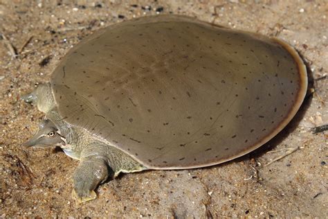 Smooth Softshell (Apalone mutica) - Amphibians and Reptiles of South Dakota