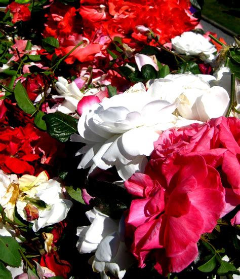 bed of roses movies 2