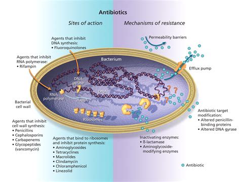 Antimicrobial Resistance In Hospitals How Concerned Should We Be Cmaj